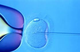 卵子质量差会影响怀孕期间的胎儿吗？